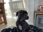 3 beautiful blue Staffie pups left out of a litter of 7