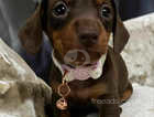 Gorgeous litter only 1 miniature dachshunds choclate and tan