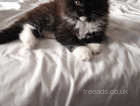 Maine Coon Kittens For Sale £650