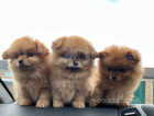 Pomeranian x puppies for sale
