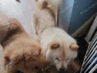 Chow Chow puppies