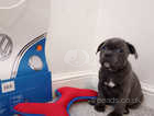 Blue staffy pups KC registered
