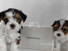 Outstanding Yorkshire terrier biwer 2 boys READY TO GO!!