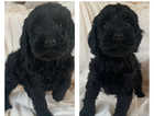 PRICE REDUCED!! READY NOW Family Cockapoo Puppies