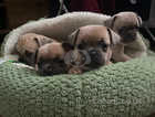 French Bullhuahua Puppies - 2 left!!!
