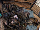 Dutch Herder pups from BRN registered parents