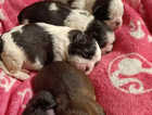6 gorgeous puppies
