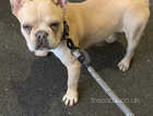4 month old male French bull dog