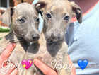 Kc whippet puppies