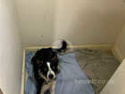 Almost 1 year old border collie that I need to rehome