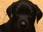 KC Registered Labrador Puppies Only One Black Boy Available