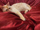 Cat missing Hartlepool