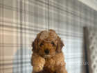 ONE MALE TOY POODLE AVAILABLE