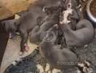 Blue Lurcher puppies for sale ready to leave now.