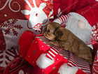 1 male 1 female imperial karachichi shih tzu