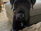 8 month old cane corso for sale