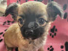 5 beautiful chihuahua puppies for sale