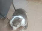 Blue and white pocket bulldog