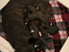 Boxers Puppies for sale