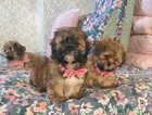 Shih tzu puppies