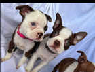 Boston terrier kc registered ready to leave