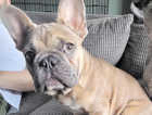 10 month old French bulldog