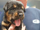 Chunky beautiful pure rottweiler puppies