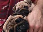 For the love of a pug