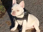 Gorgeous KC Registered male French bulldog
