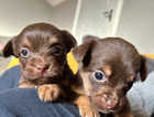 Chorkie Puppies for sale
