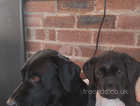 2 perfect Labrador for sale 2 black girls