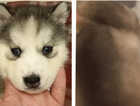 Pure Bred Siberian Huskys - Ready now