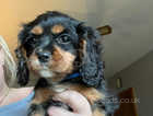 Cavalier King Charles reduced