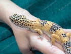 Male leopard gecko