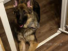 8 months girl, German Shepherd
