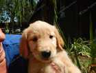 7 weeks old Golden Retriever Puppy
