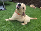 Golden retriever puppies