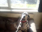 8month old dalmatian for sale