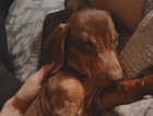 miniture dachshund,needs a home