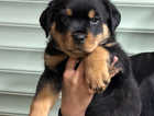 Rottweiler Puppies READY TO LEAVE! +28 Champion Bloodline KC Registered