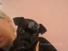 For sale beautiful patterjack puppies
