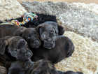 Blue/brindle staffies all vaccinated.