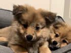 Pomeranian puppies - 1 boy left