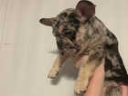 5 Beautiful French Bulldog Puppies available