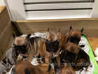 Beautiful and rare brown French bulldog puppies