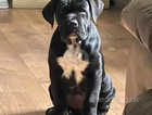 Baby cane corso 7 week old for sale
