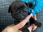 Beautiful litter of predigree pug puppies