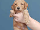8 Golden doodles waiting for their 5* home