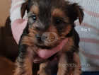 Five gorgeous Yorkshire terrier pups 2 boys and 3 girls