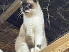 Missing Ragdoll cross